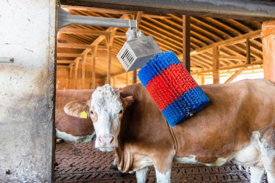 Load image into Gallery viewer, Happycow koeborstel midiswing