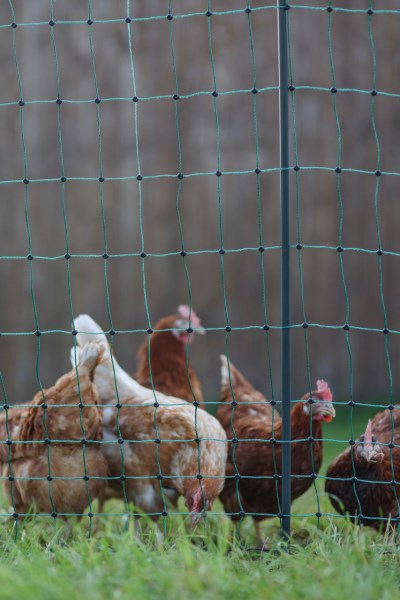 Load image into Gallery viewer, Ako producten poultrynet premium niet elektrificeerbaar 50m dubb pen