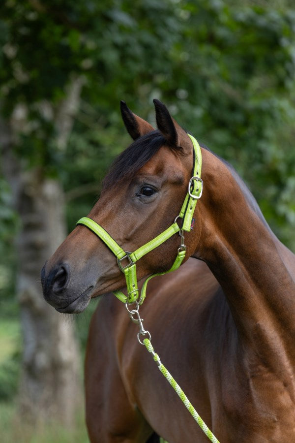 Load image into Gallery viewer, Abi producten halstertouw mustang karjnhaak 200cm groen