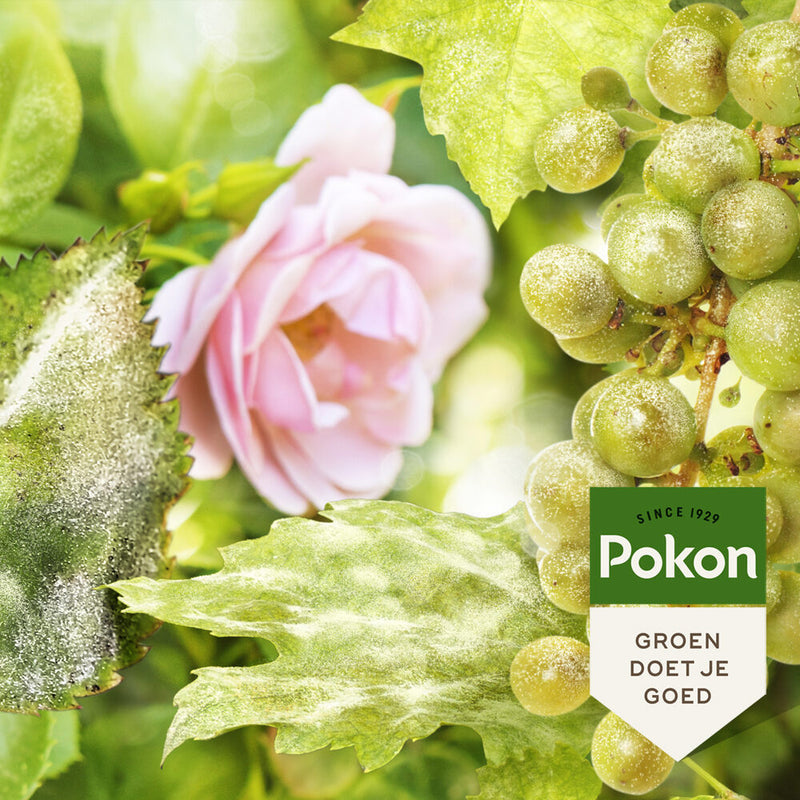 Load image into Gallery viewer, Pokon bio kuur voor weerbare en gezonde rozen spray 750ml
