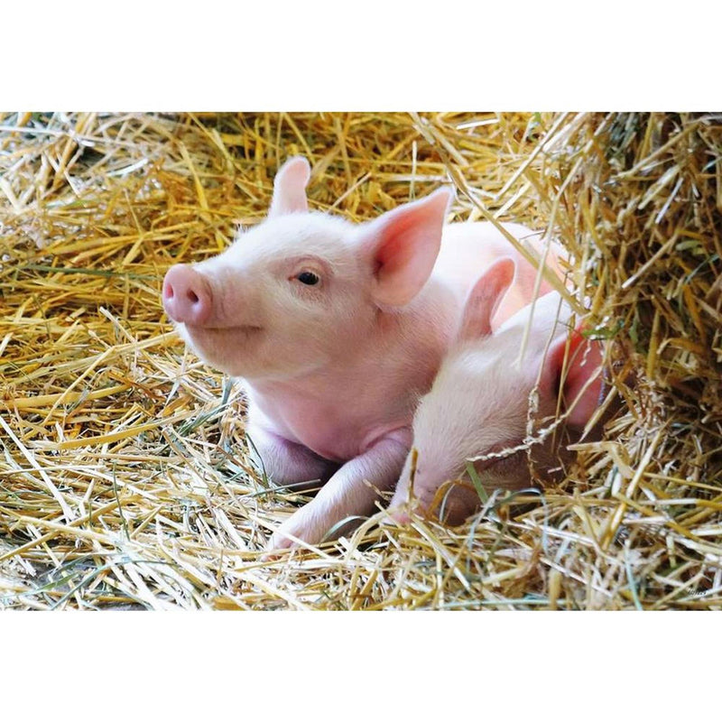 Load image into Gallery viewer, Ravensburger boerderijdieren legpuzzel, 2x12st.