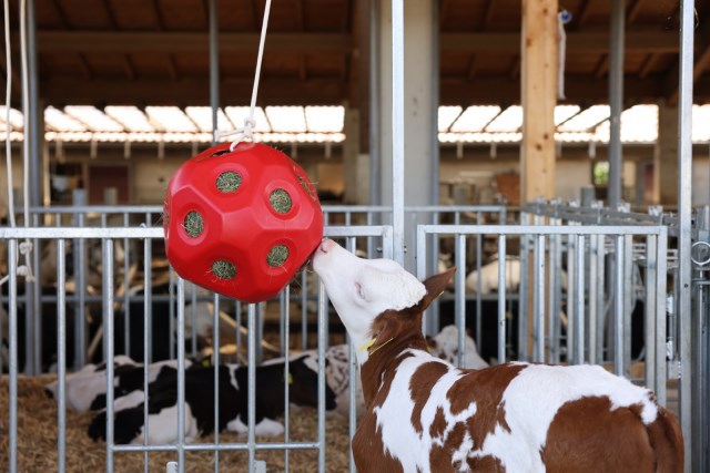 Load image into Gallery viewer, Producten voederspeel bal rood