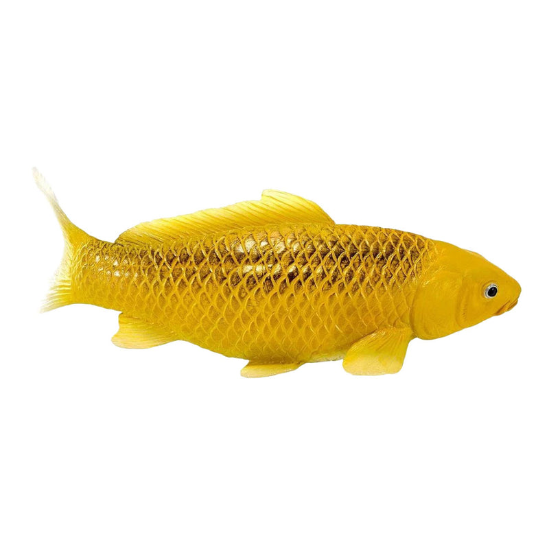 Load image into Gallery viewer, Mojo koi collection - kin matsuba koi goud 381123