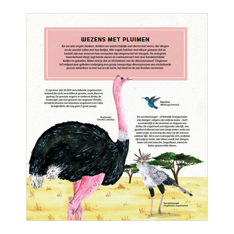 Load image into Gallery viewer, Deltas de wondere wereld van vogels