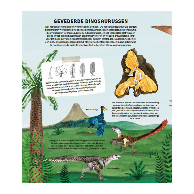 Load image into Gallery viewer, Deltas de wondere wereld van vogels