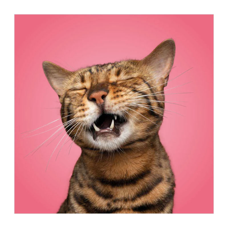 Load image into Gallery viewer, Deltas match the cats! - memospel