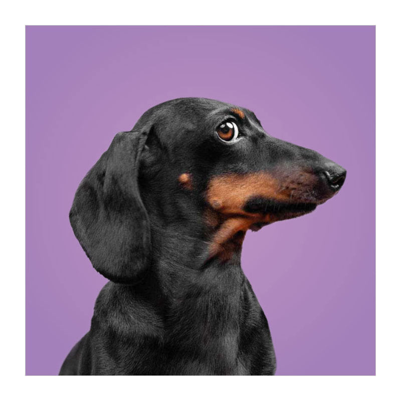 Load image into Gallery viewer, Deltas match the dogs! - memospel
