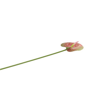 Load image into Gallery viewer, No brand | 6 stuks