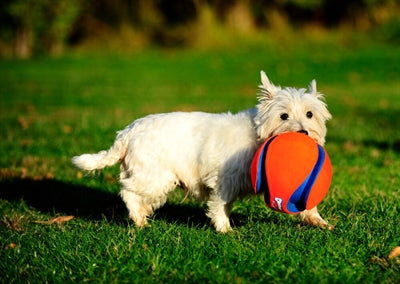 Load image into Gallery viewer, Chuckit kick fetch