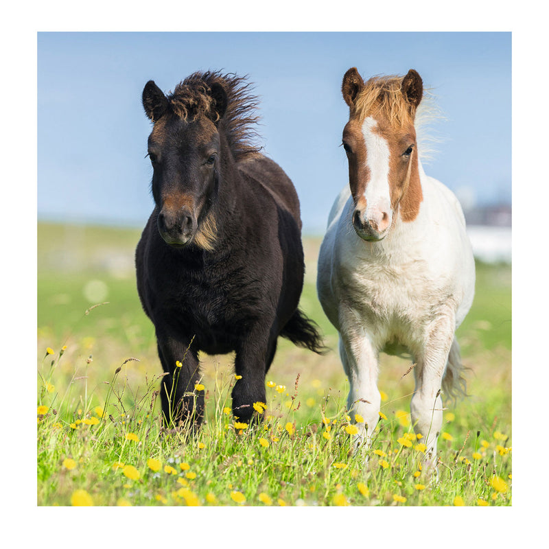 Load image into Gallery viewer, Ravensburger puzzel schattige pony's - 3x49 stukjes - kinderpuzzel