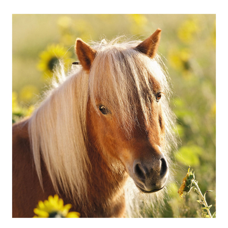 Load image into Gallery viewer, Ravensburger puzzel schattige pony's - 3x49 stukjes - kinderpuzzel