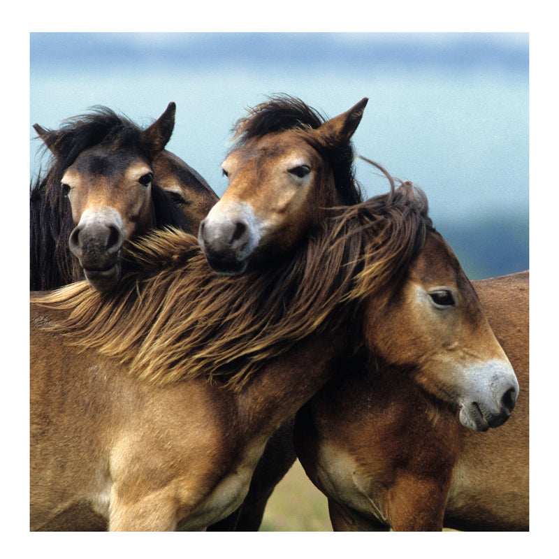 Load image into Gallery viewer, Ravensburger puzzel schattige pony's - 3x49 stukjes - kinderpuzzel