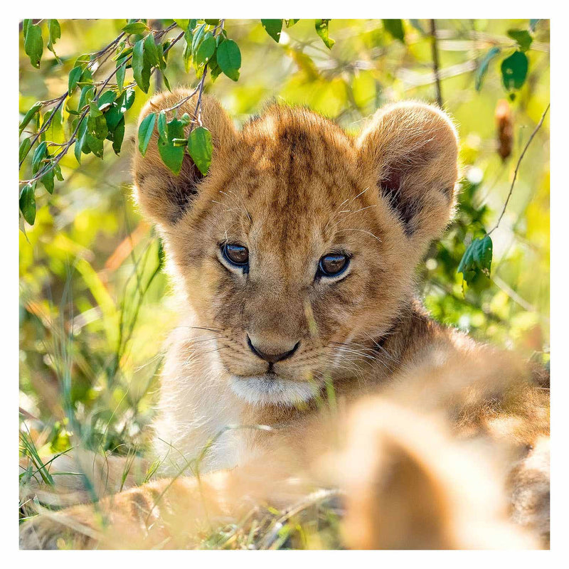 Load image into Gallery viewer, Ravensburger - Puzzel Panda Tijger en Leeuw 3x49st.