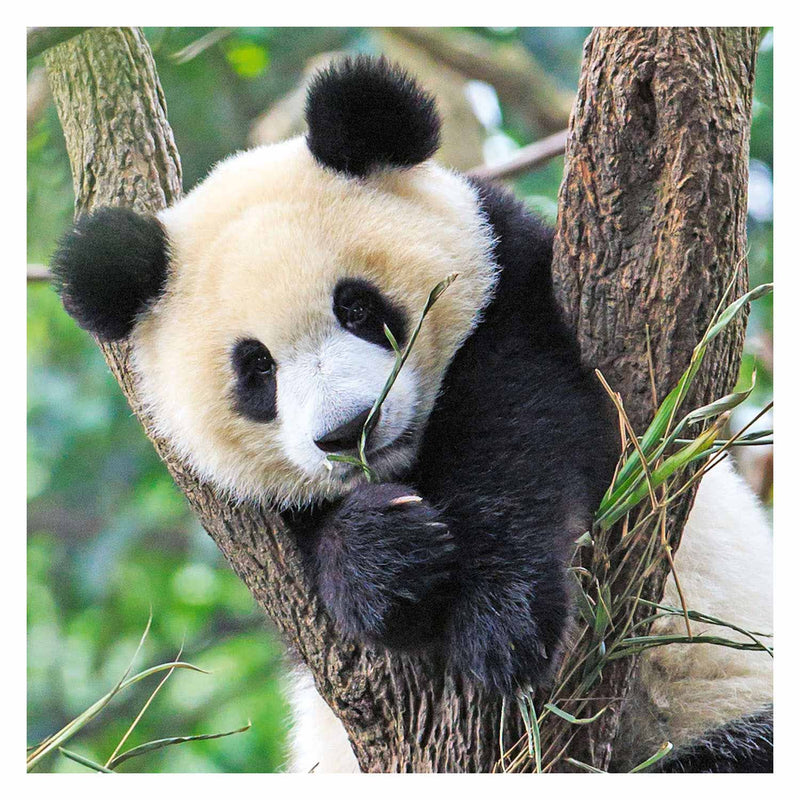 Load image into Gallery viewer, Ravensburger - Puzzel Panda Tijger en Leeuw 3x49st.