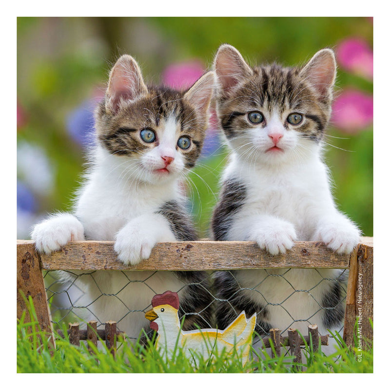 Load image into Gallery viewer, Ravensburger puzzel katten - 3x49 stukjes - kinderpuzzel