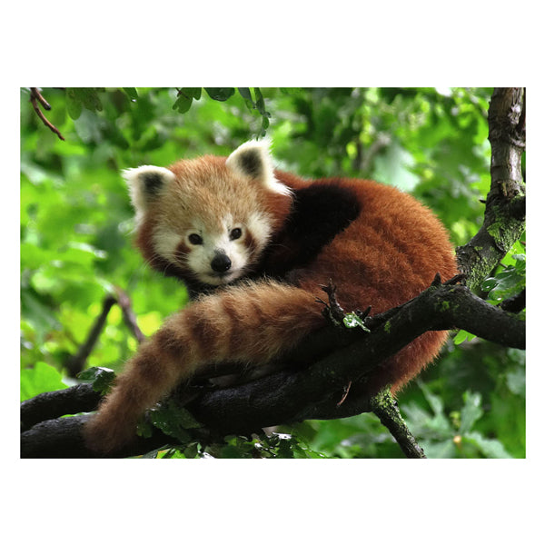 Load image into Gallery viewer, Ravensburger puzzel rode panda legpuzzel - 500 stukjes dieren.