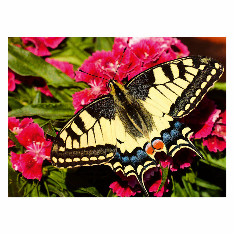 Load image into Gallery viewer, Ravensburger legpuzzel colorful animals vlinder, 500st.