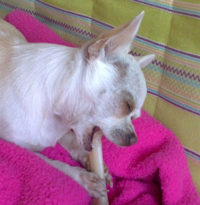 Load image into Gallery viewer, Dinobone Protobone voor harde bijters