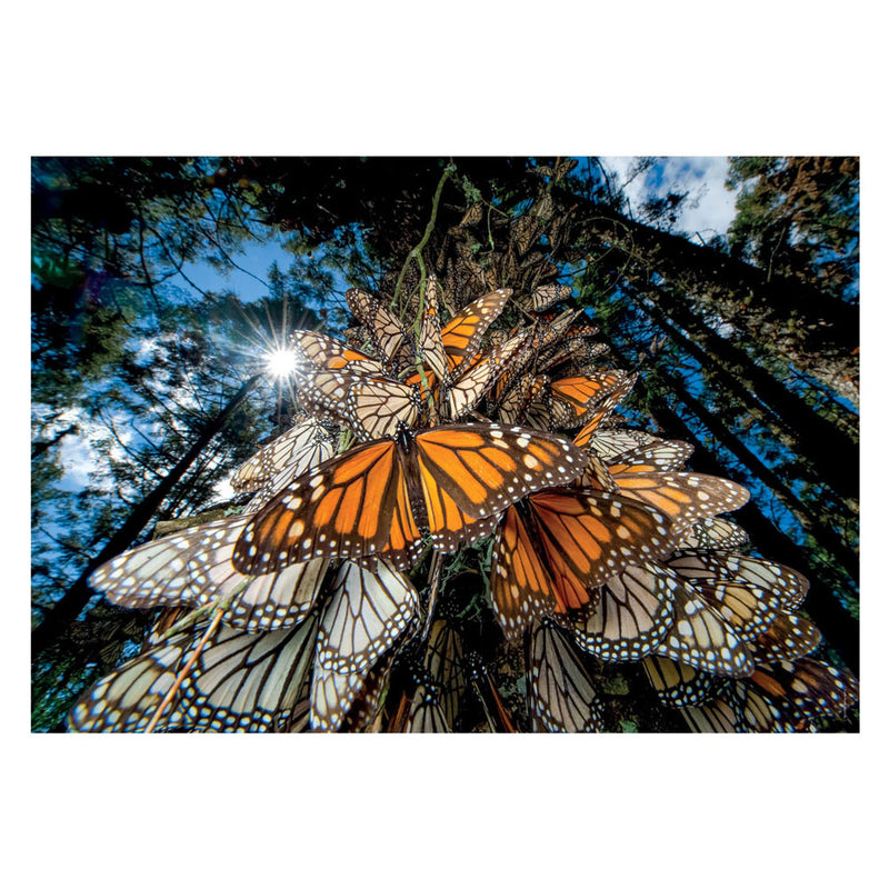 Load image into Gallery viewer, Clementoni Legpuzzel National Geographics - Vlinder, 1000st.