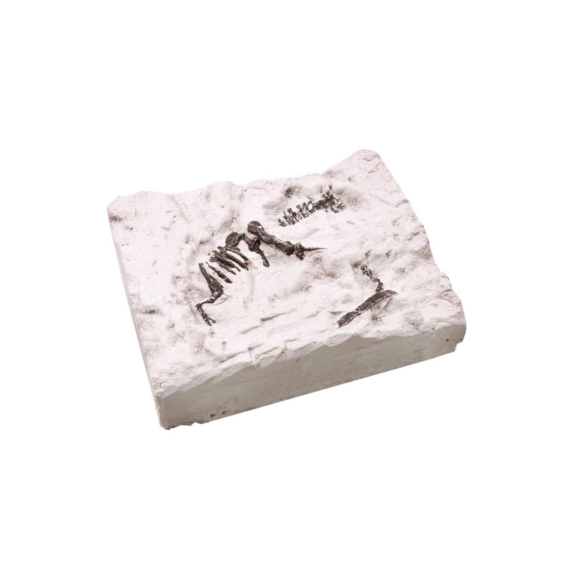 Load image into Gallery viewer, World of dinosaurs uitgraafset 'dino fossiel'