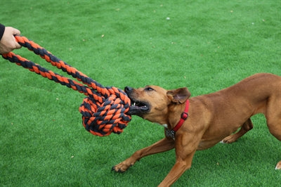 Load image into Gallery viewer, Happy pet nuts for knots extreme bal tugger