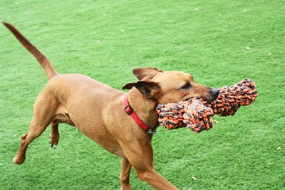 Load image into Gallery viewer, Happy pet nuts for knots extreme bot grijs oranje