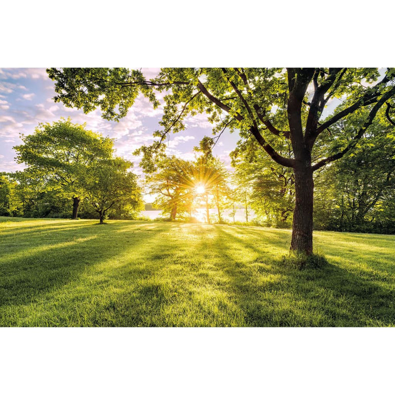 Load image into Gallery viewer, Komar komar fotobehang golden moment 400x250 cm