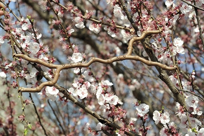 Load image into Gallery viewer, Imac Zitstok ramo