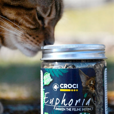 Load image into Gallery viewer, Croci euphoria catnip pot