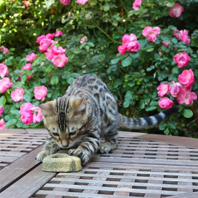 Load image into Gallery viewer, Croci Euphoria catnip hart