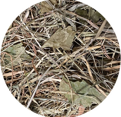 Load image into Gallery viewer, Utopia Timothy hooi met berkenblad