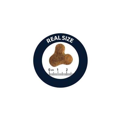 Load image into Gallery viewer, Advance Adult french bulldog