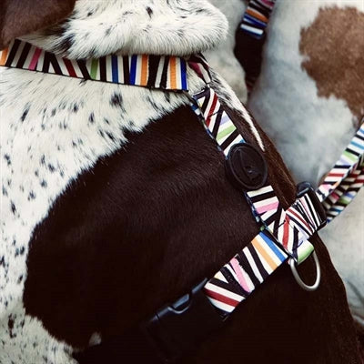 Load image into Gallery viewer, Morso hondentuig h-tuig gerecycled spaghetti incident