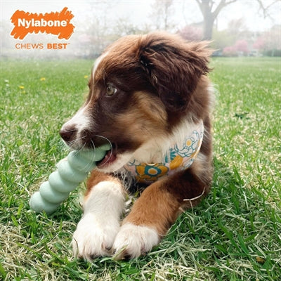 Load image into Gallery viewer, Nylabone Puppy tactile stick pindakaassmaak