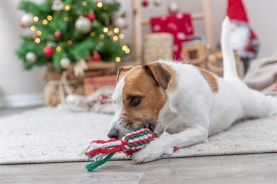 Load image into Gallery viewer, Trixie xmas flostouw bonbon