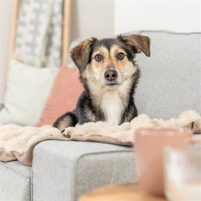 Load image into Gallery viewer, Trixie hondendeken elli donkergrijs