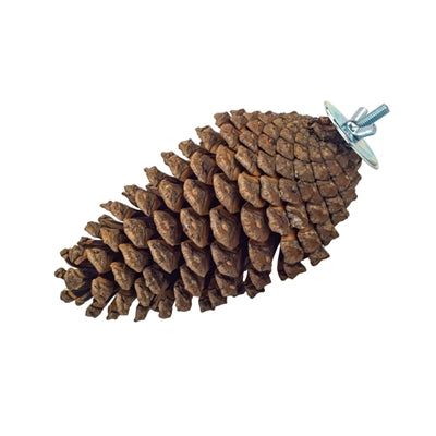 Afbeelding laden in galerijviewer, Back zoo nature foraging pine cone