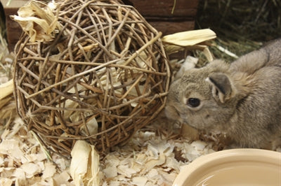Load image into Gallery viewer, Nature first happy pet speelbal wilg
