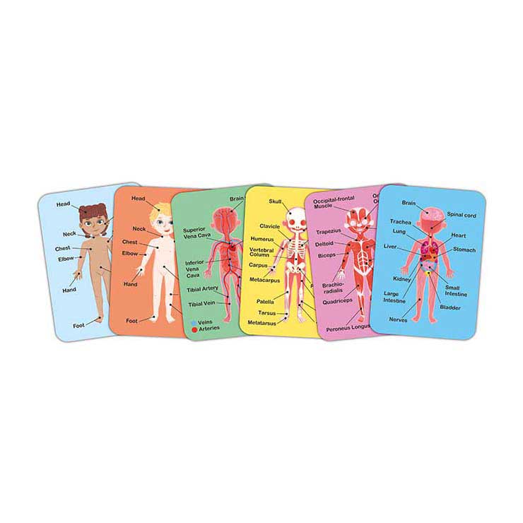 Load image into Gallery viewer, Hape menselijk lichaam magnetische puzzel - 63dlg.