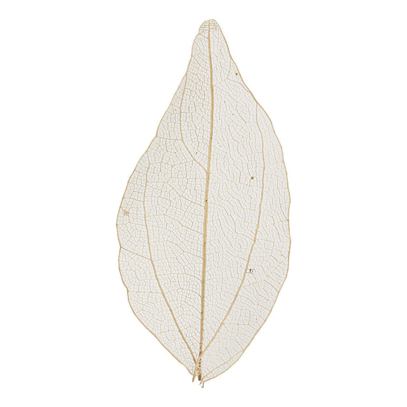 Afbeelding laden in galerijviewer, Creativ company skeleton leaves naturel gedroogde bladeren, 20st.