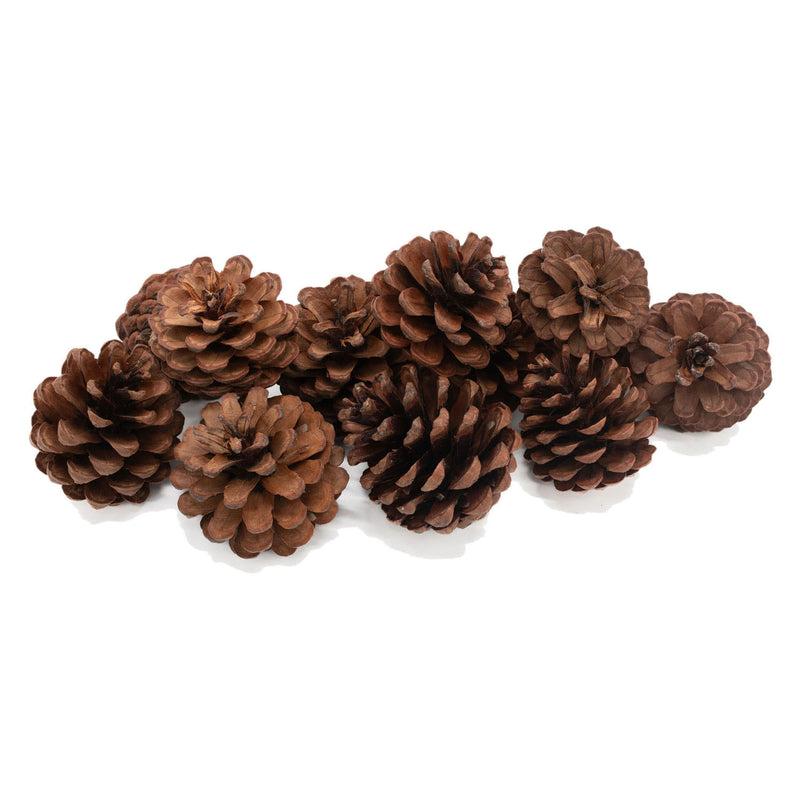 Load image into Gallery viewer, Colorations - dennenappels, 12st.