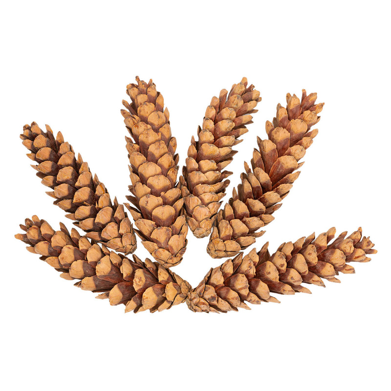Load image into Gallery viewer, Colorations - natuurlijke strobuskegels, 6st.