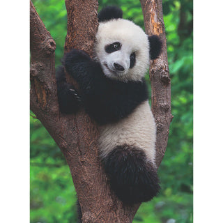 Load image into Gallery viewer, Ravensburger puzzel panda en koala 2 x 500 stukjes