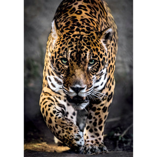 Load image into Gallery viewer, Ty clementoni puzzel 1000 stuks jaguar compact | 2 stuks