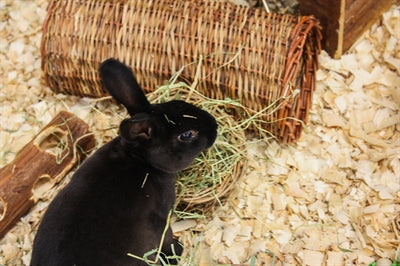 Load image into Gallery viewer, Nature first happy pet wilgen hooirek