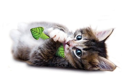 Load image into Gallery viewer, Petstages fresh breath mint stick