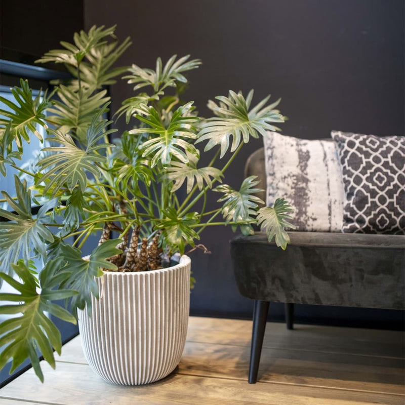 Load image into Gallery viewer, Capi plantenbak groove 35x34 cm ivoorkleurig