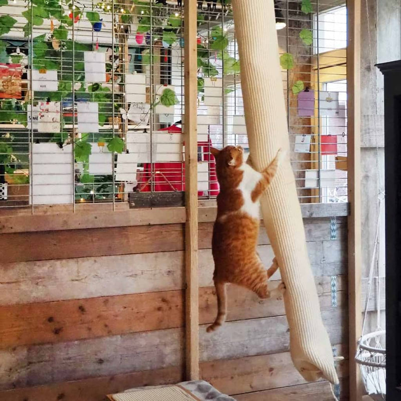 Load image into Gallery viewer, Quapas! klimzak voor katten 180 cm sisal