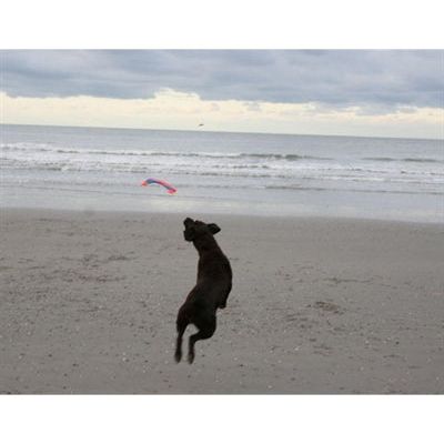 Load image into Gallery viewer, Chuckit flying squirrel