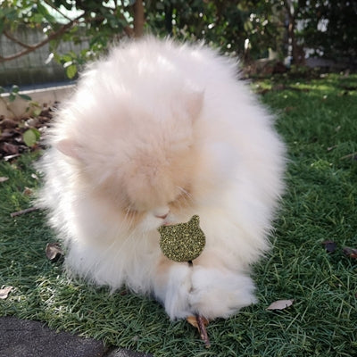 Load image into Gallery viewer, Croci Euphoria stick catnip kattenkop